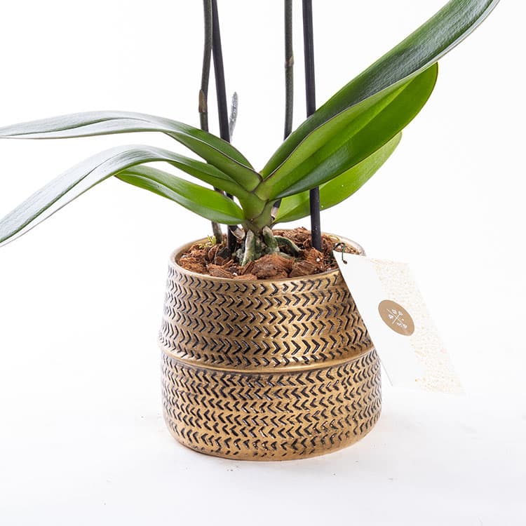 Aria Gold — görsel 7