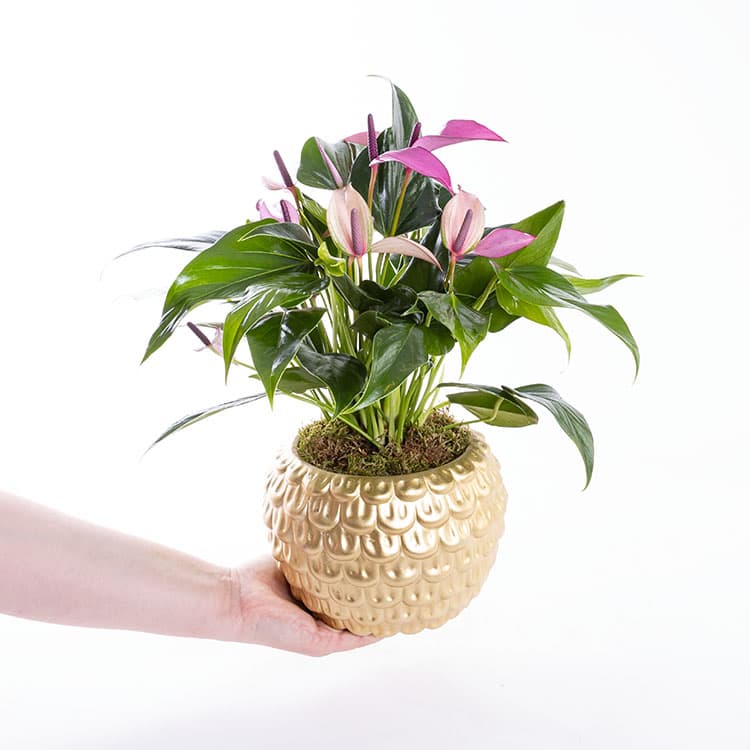 Zuzu Gold — görsel 5