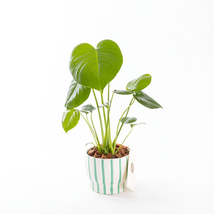 Monstera — görsel 6