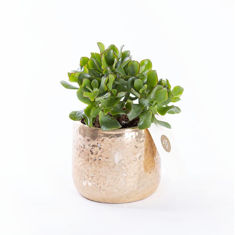 Golden Succulent — görsel 6
