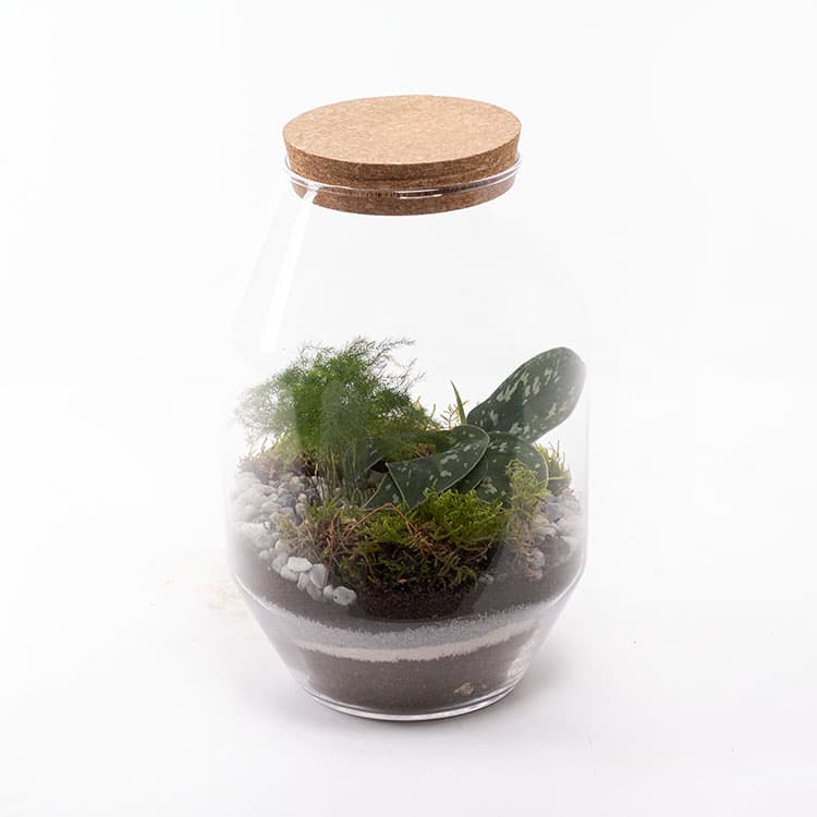 Terrarium Octo — görsel 4