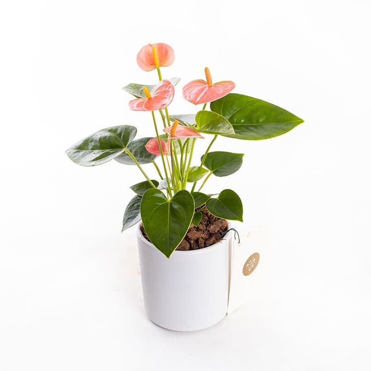 Pinky White — görsel 5