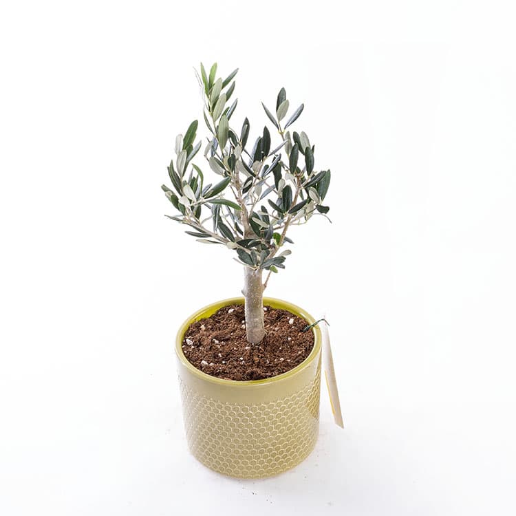 Mini Zeytin Ağacı — görsel 5
