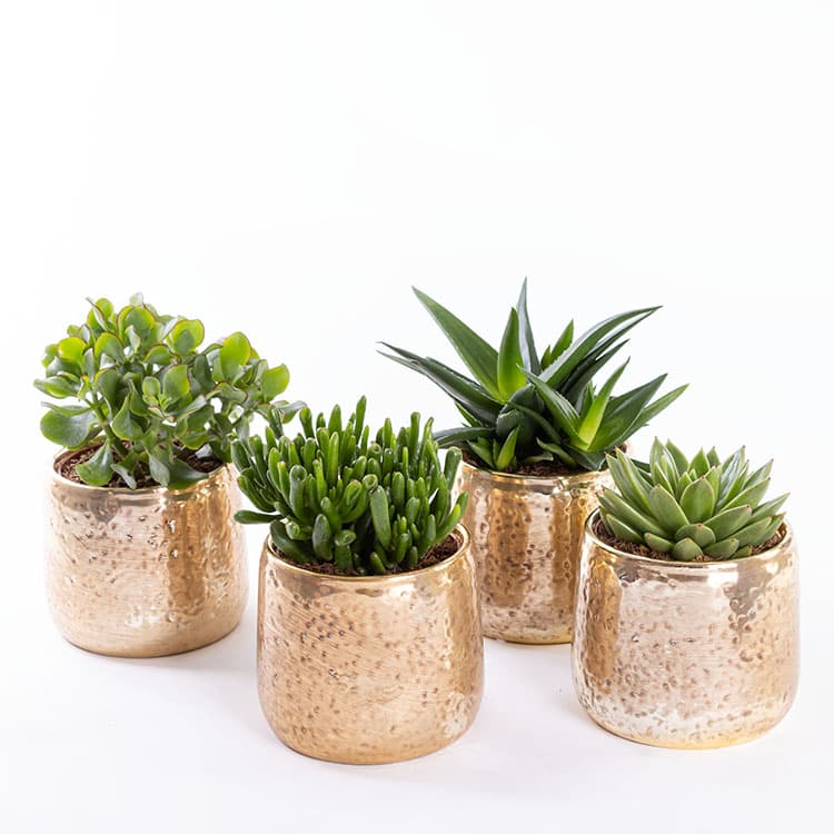 Golden Succulent & Chocolate (4’lü) Bundle — görsel 5