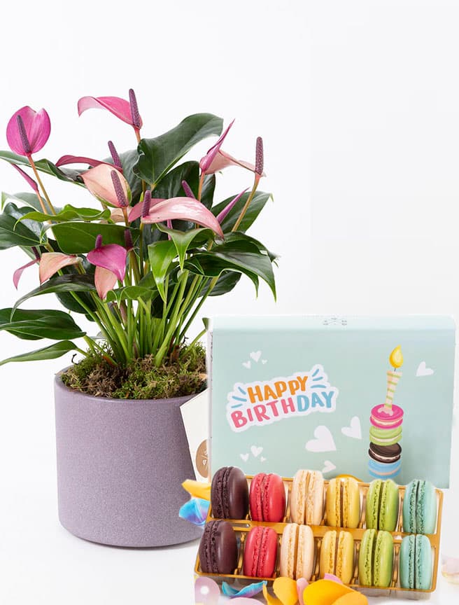 Zuzu & Happy Birthday Macarons (12’li) Bundle