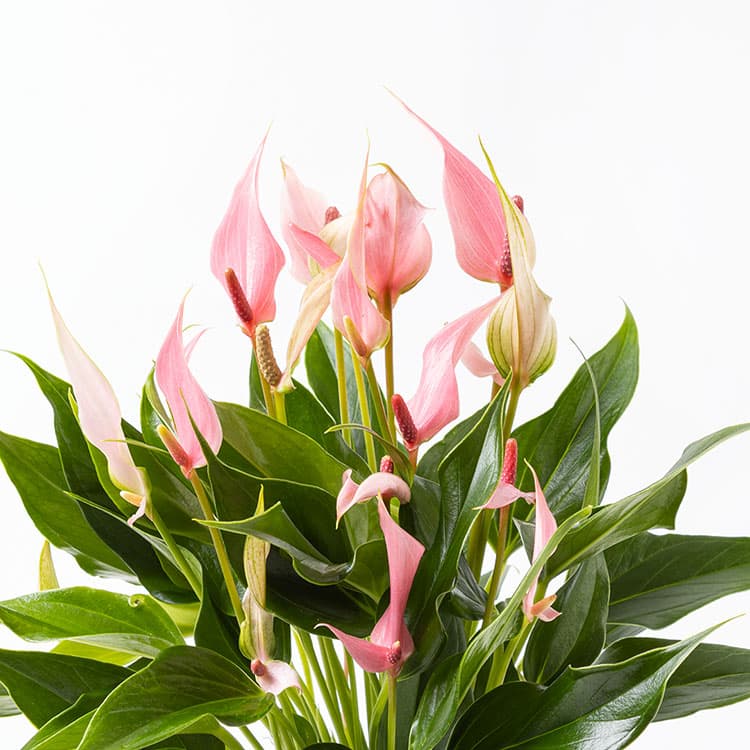 Lily Twister — görsel 9