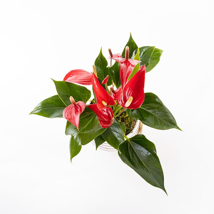 Roja Moonstone — görsel 7