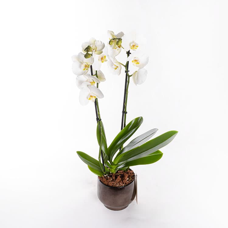Valery Scandic — görsel 5