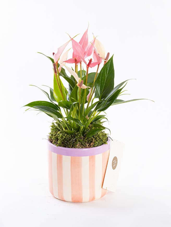 Lily Stripes — görsel 1