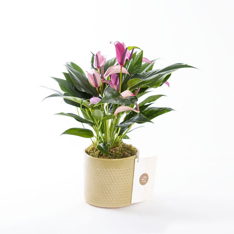 Zuzu Olivia — görsel 6