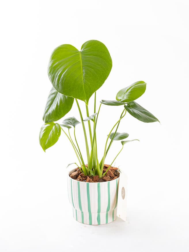 Monstera — görsel 1