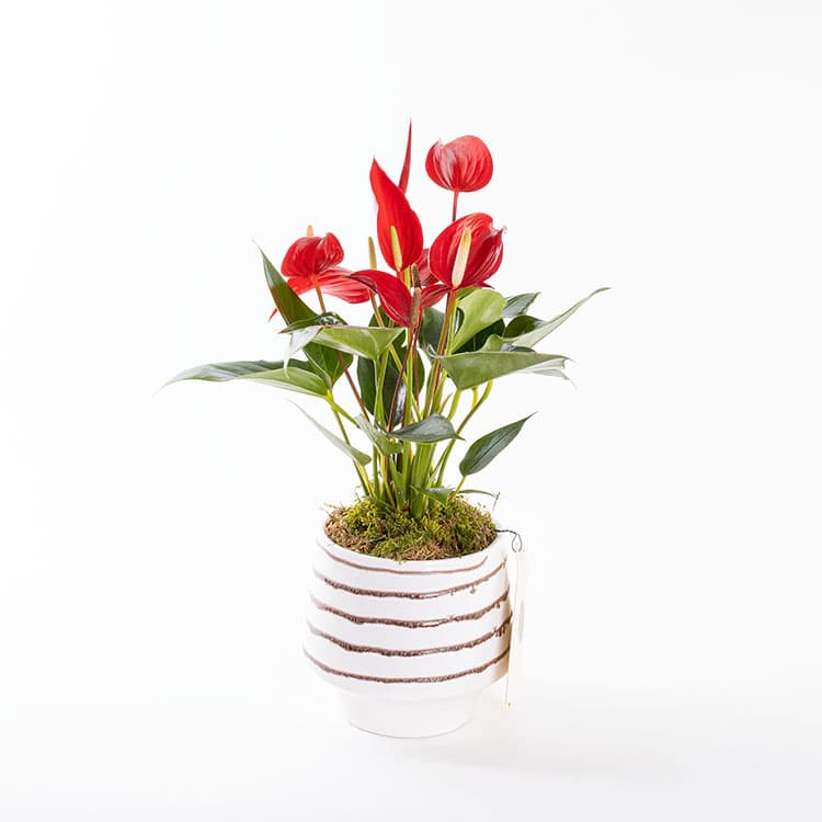 Roja Moonstone — görsel 5