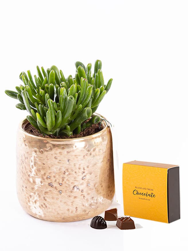Golden Succulent & Chocolate (4’lü) Bundle
