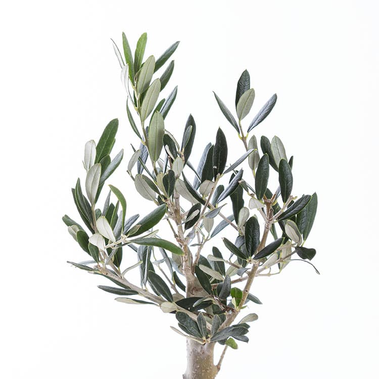 Mini Zeytin Ağacı — görsel 7