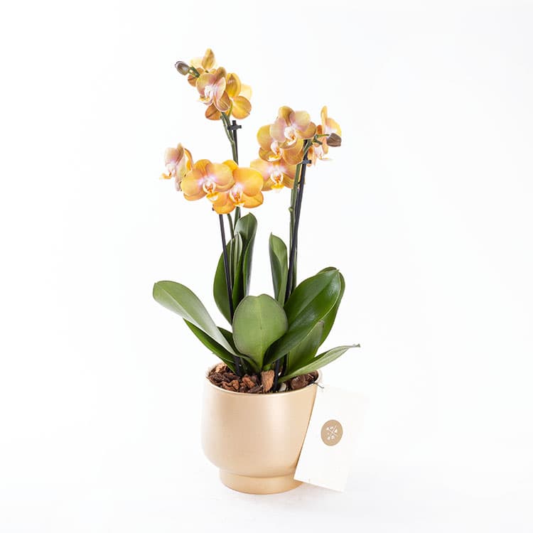 Honey Gold — görsel 6