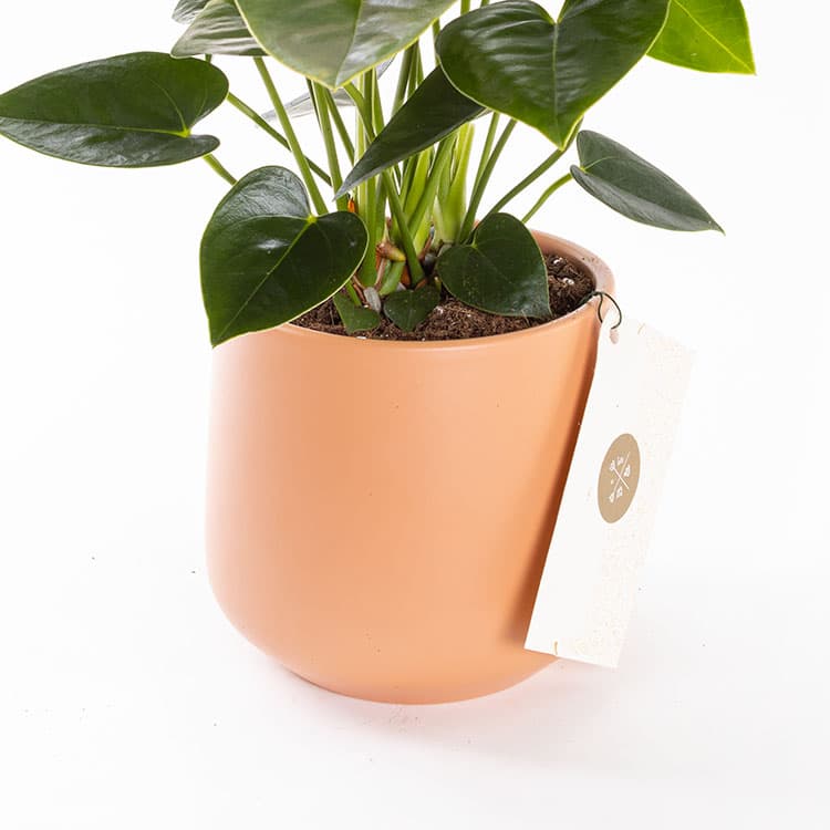 Pinky Toscana — görsel 9
