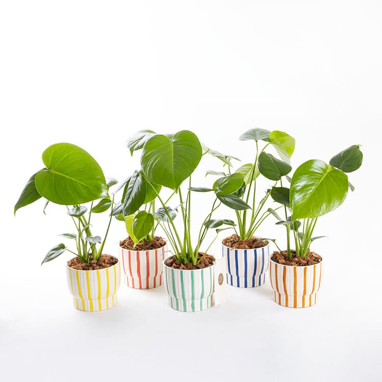 Monstera — görsel 3