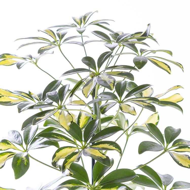 Schefflera — görsel 8