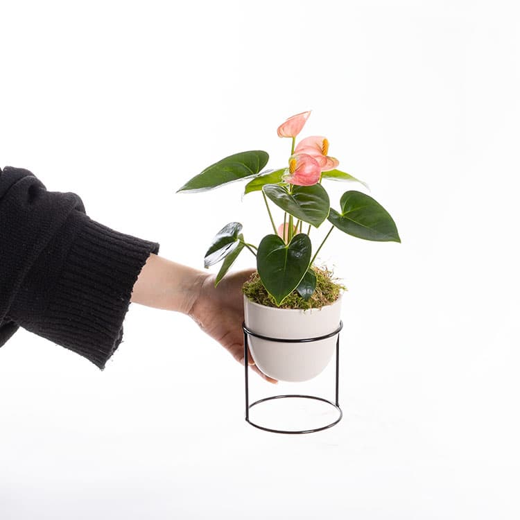 Pinky Air — görsel 4