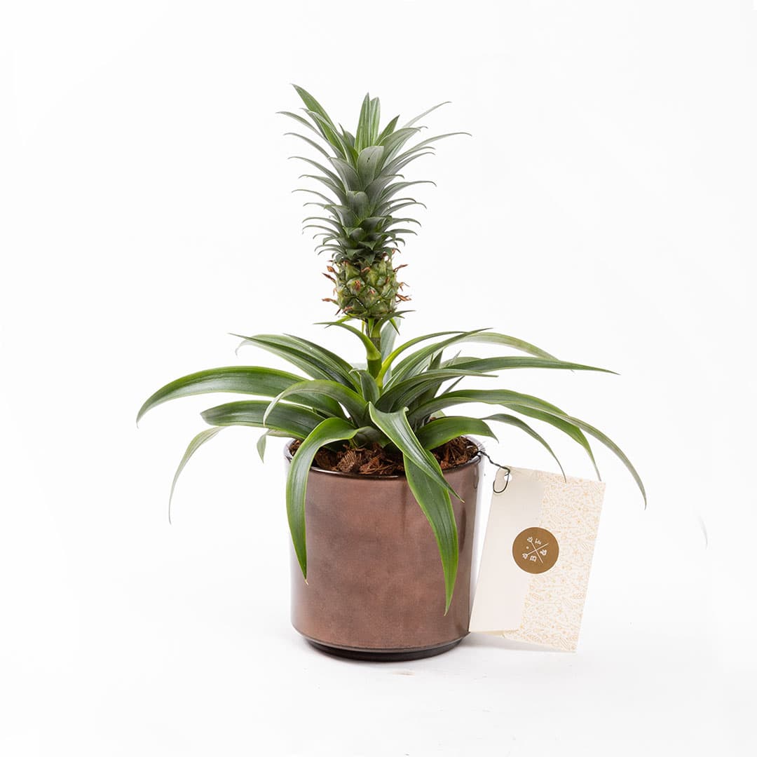 Fineapple — görsel 4