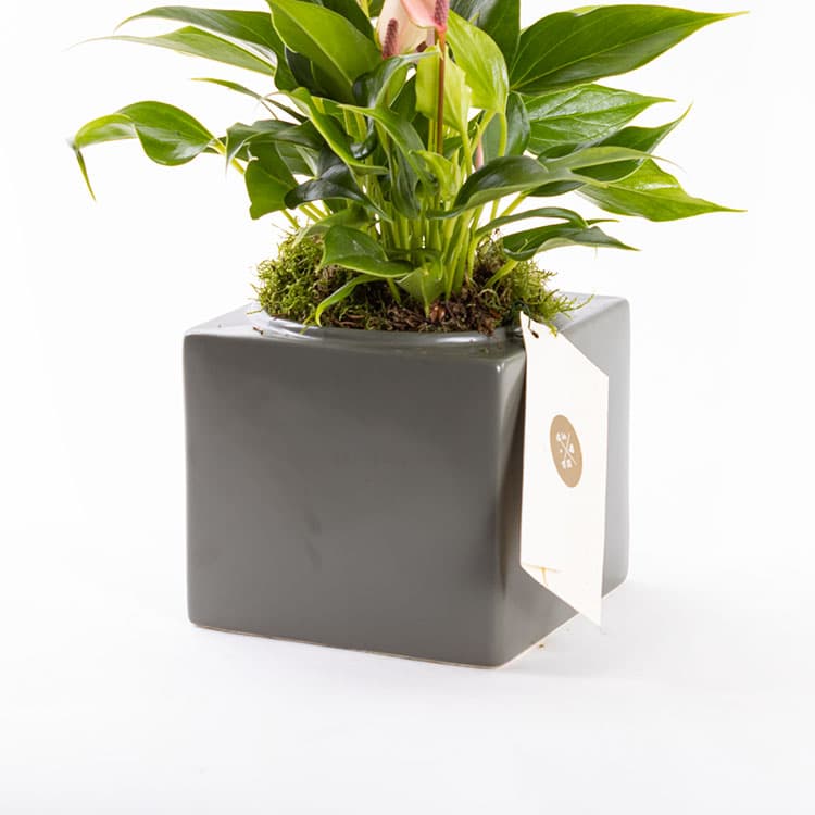 Lily Cubes — görsel 7