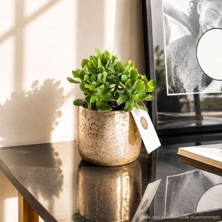 Golden Succulent — görsel 4