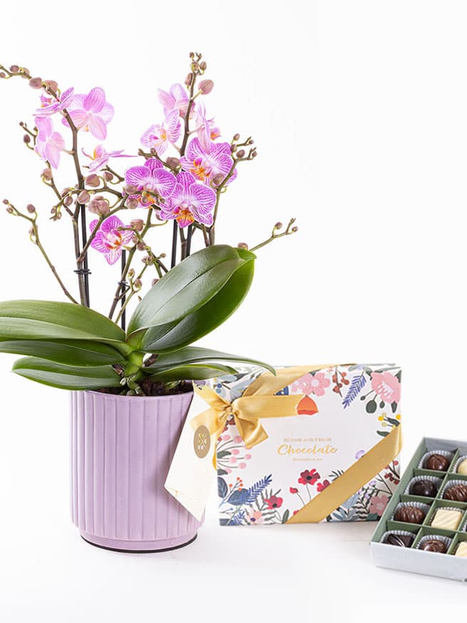  Honeybee & Chocolate (20'li) Bundle