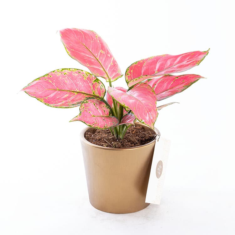 Flamingo Gold — görsel 4