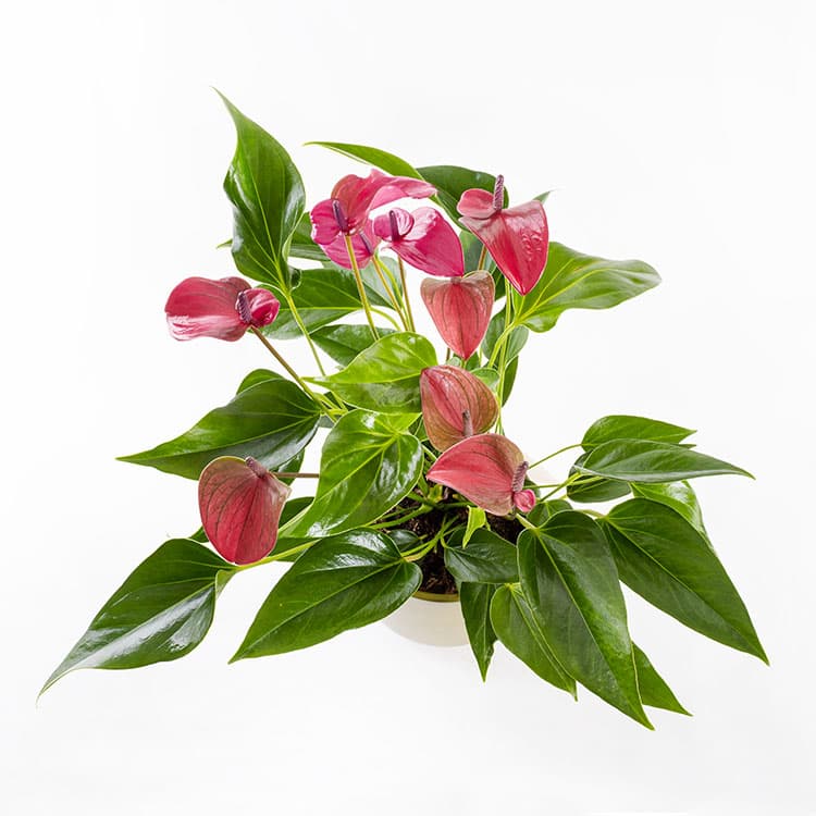Cavalli Anthurium XL — görsel 6