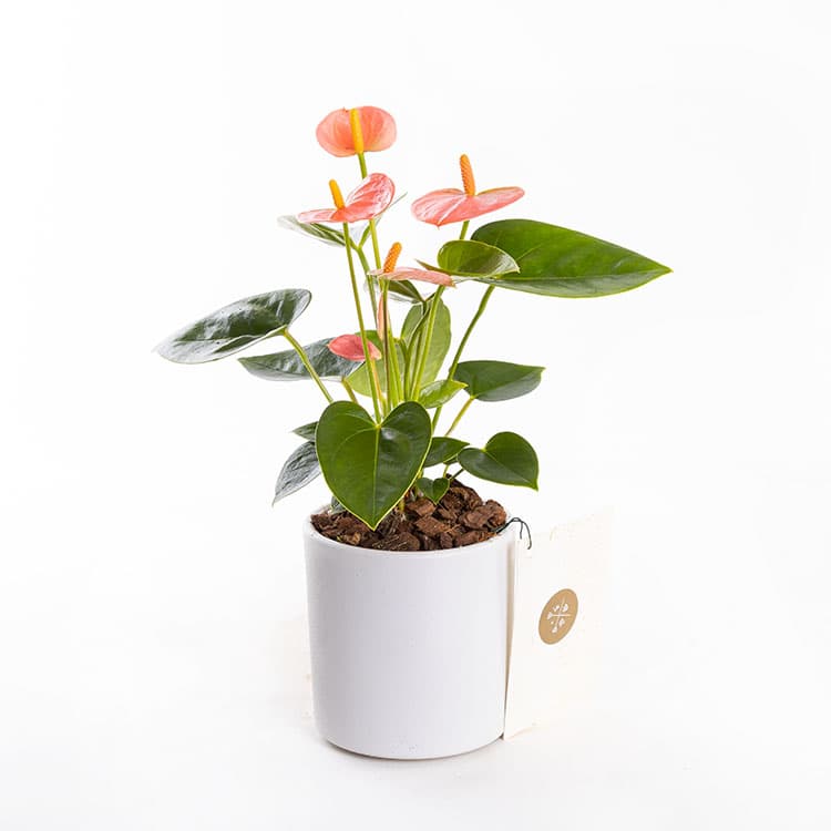 Pinky White — görsel 6