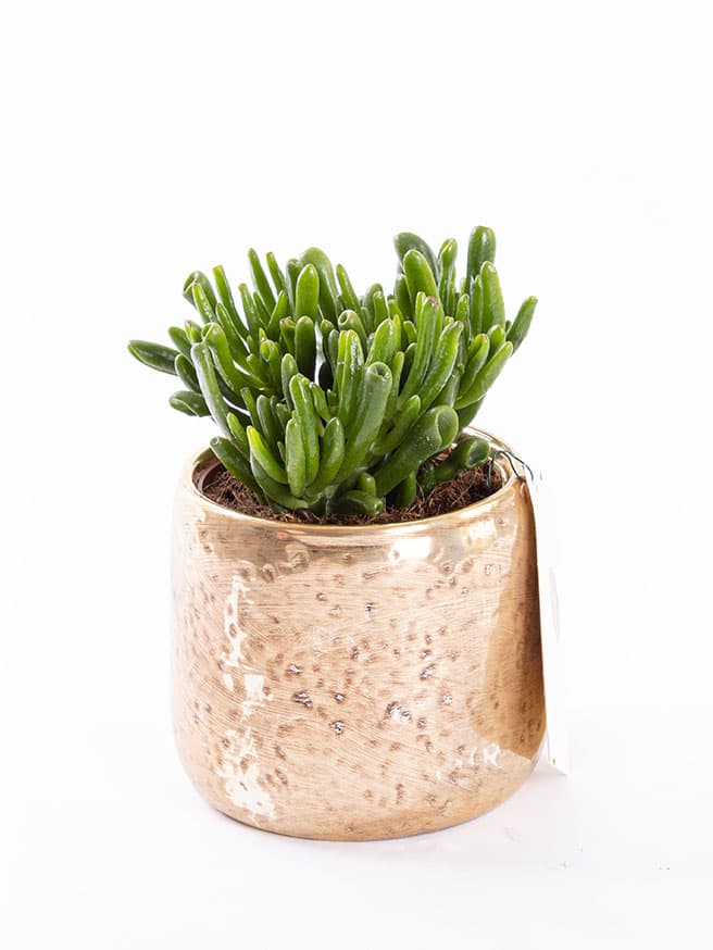 Golden Succulent