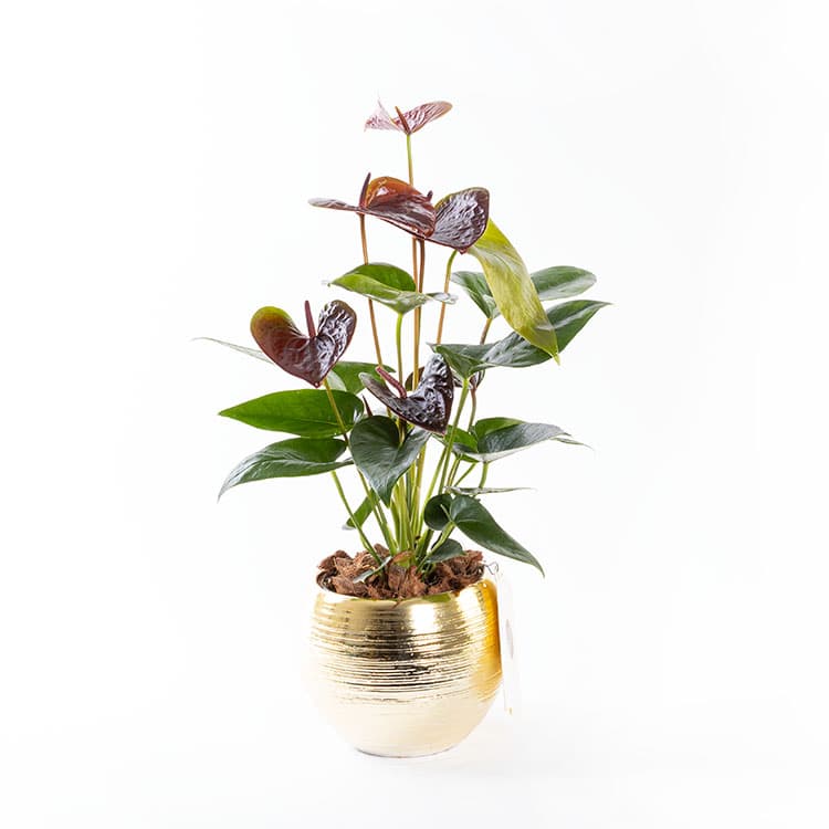 Dark Sienna Gold — görsel 5