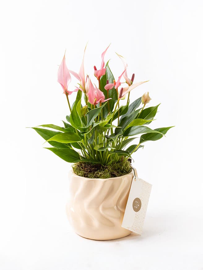 Lily Twister — görsel 1