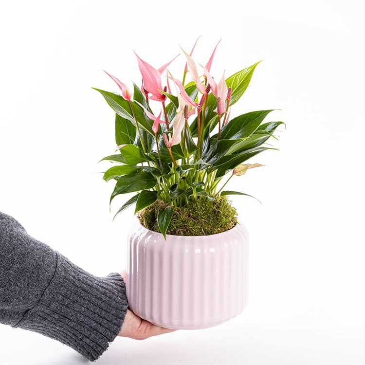 Lily Bologna — görsel 4