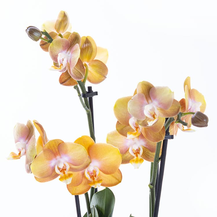 Honey Gold — görsel 7