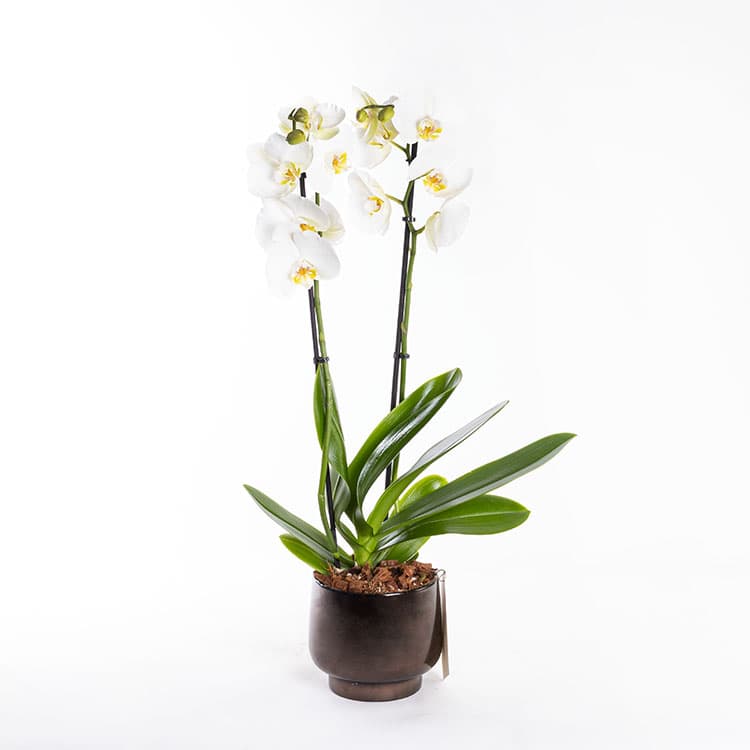 Valery Scandic — görsel 6