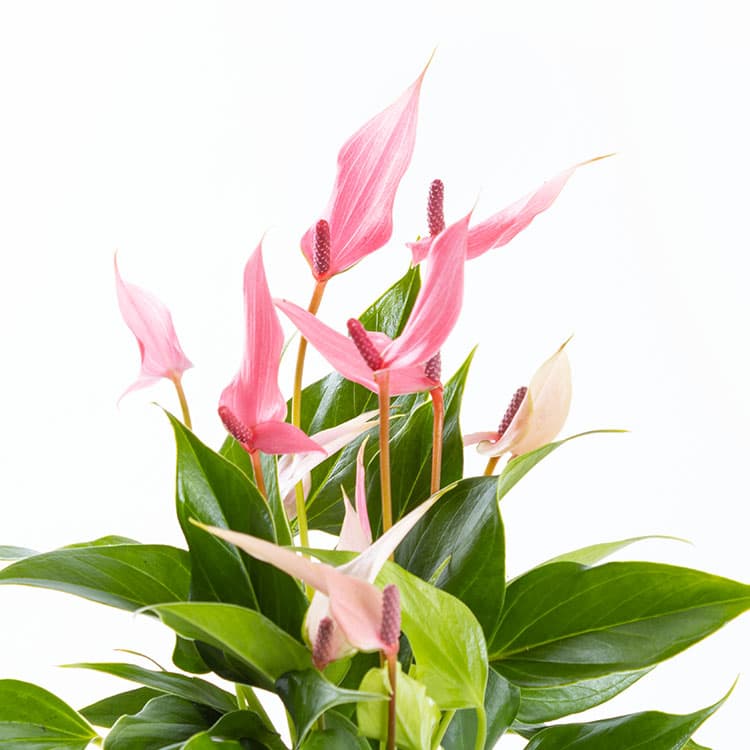 Lily Cubes — görsel 8