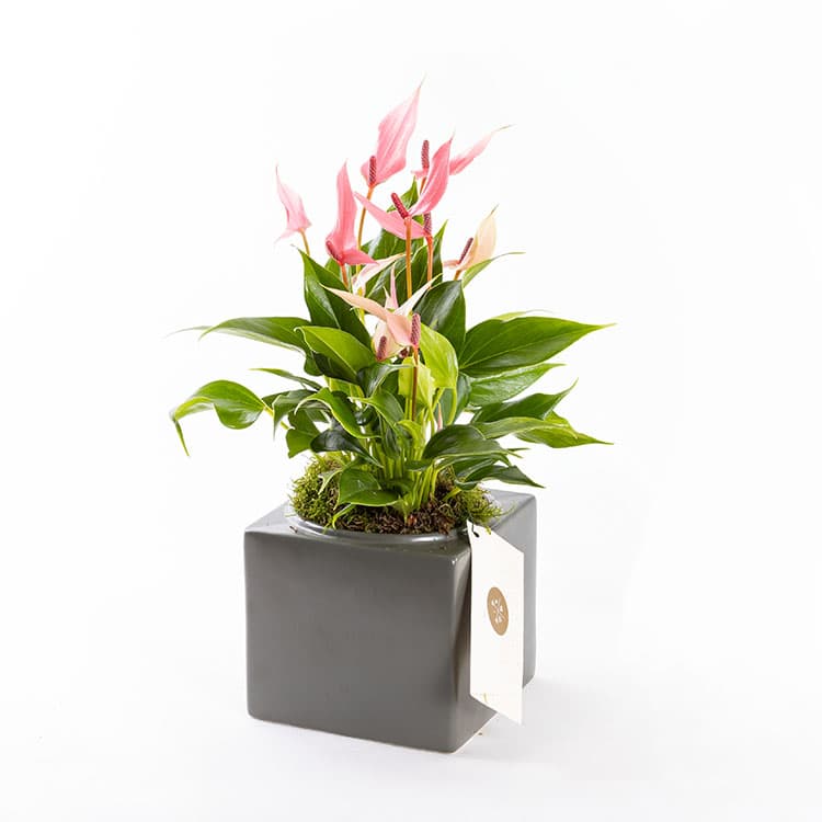 Lily Cubes — görsel 5