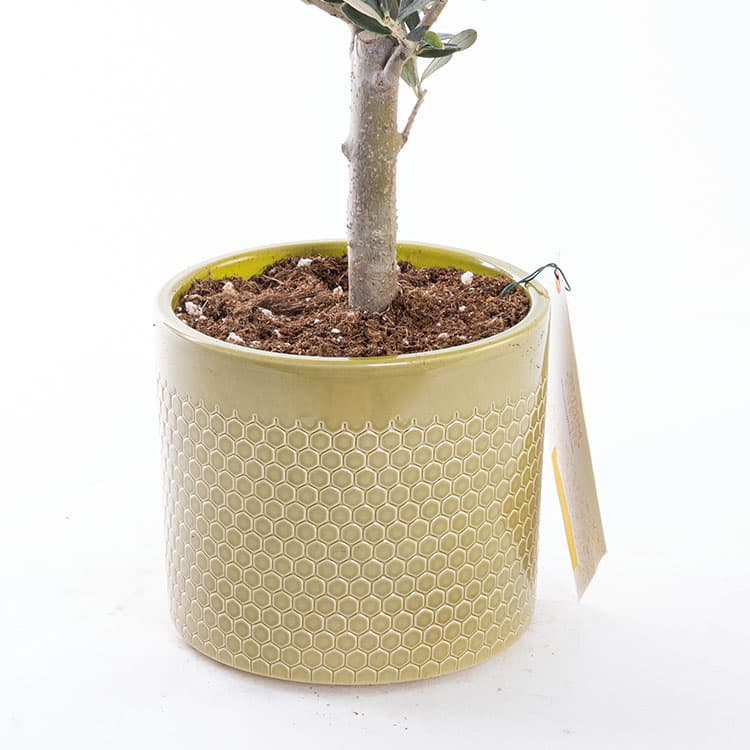 Mini Zeytin Ağacı — görsel 8