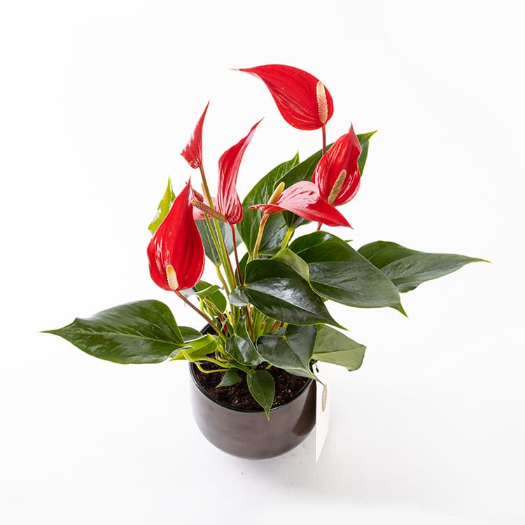 Roja Scandic — görsel 6