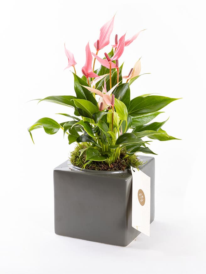 Lily Cubes