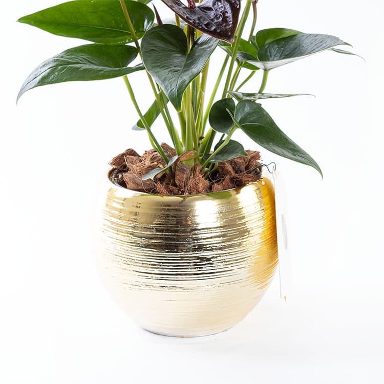 Dark Sienna Gold — görsel 10
