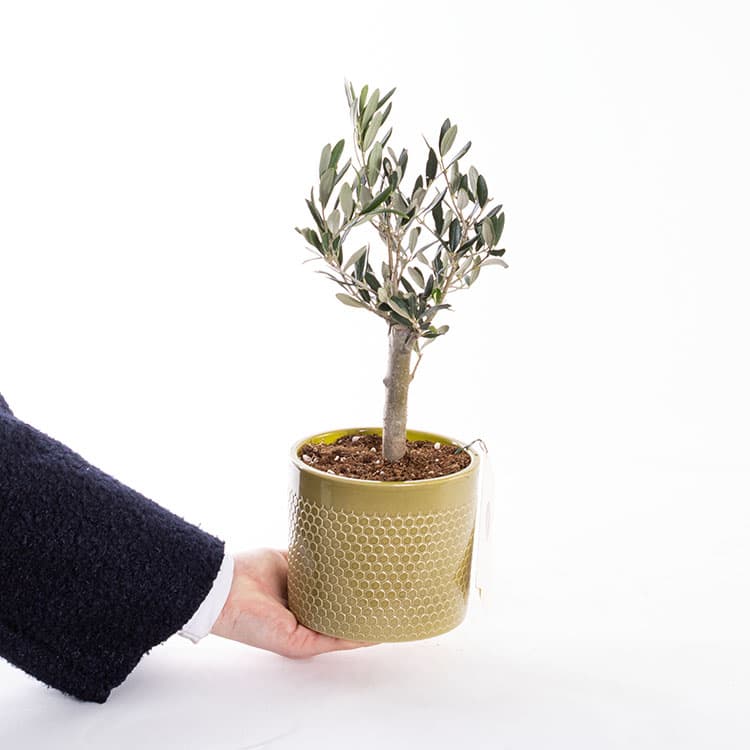 Mini Zeytin Ağacı — görsel 6