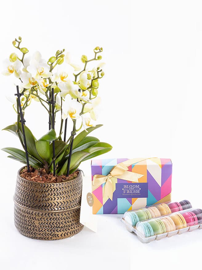 Lausanne Gold & Macarons (12'li) Bundle