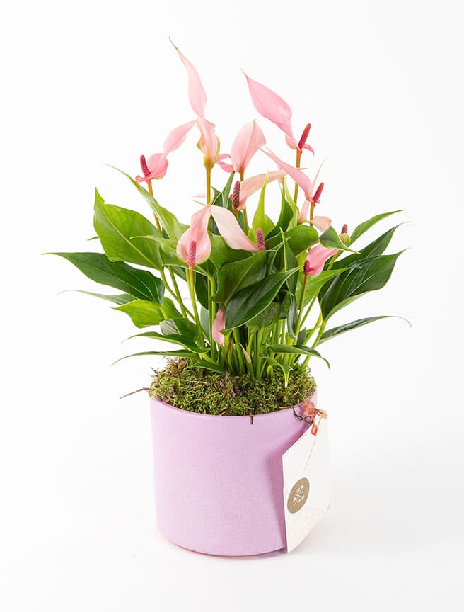 Lily — görsel 1