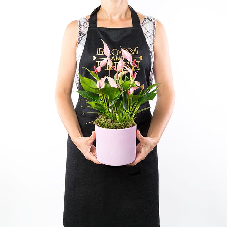 Lily — görsel 11