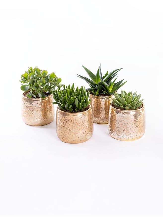 Golden Succulent & Chocolate (4’lü) Bundle