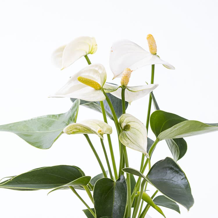 Grace — görsel 10
