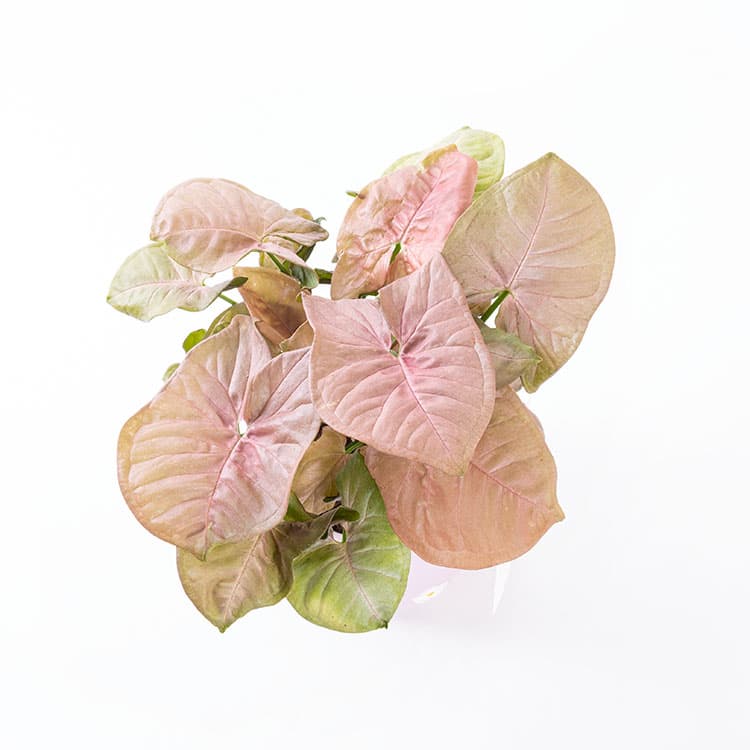 Camille — görsel 7