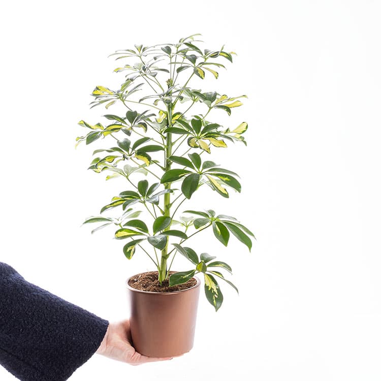 Schefflera — görsel 4